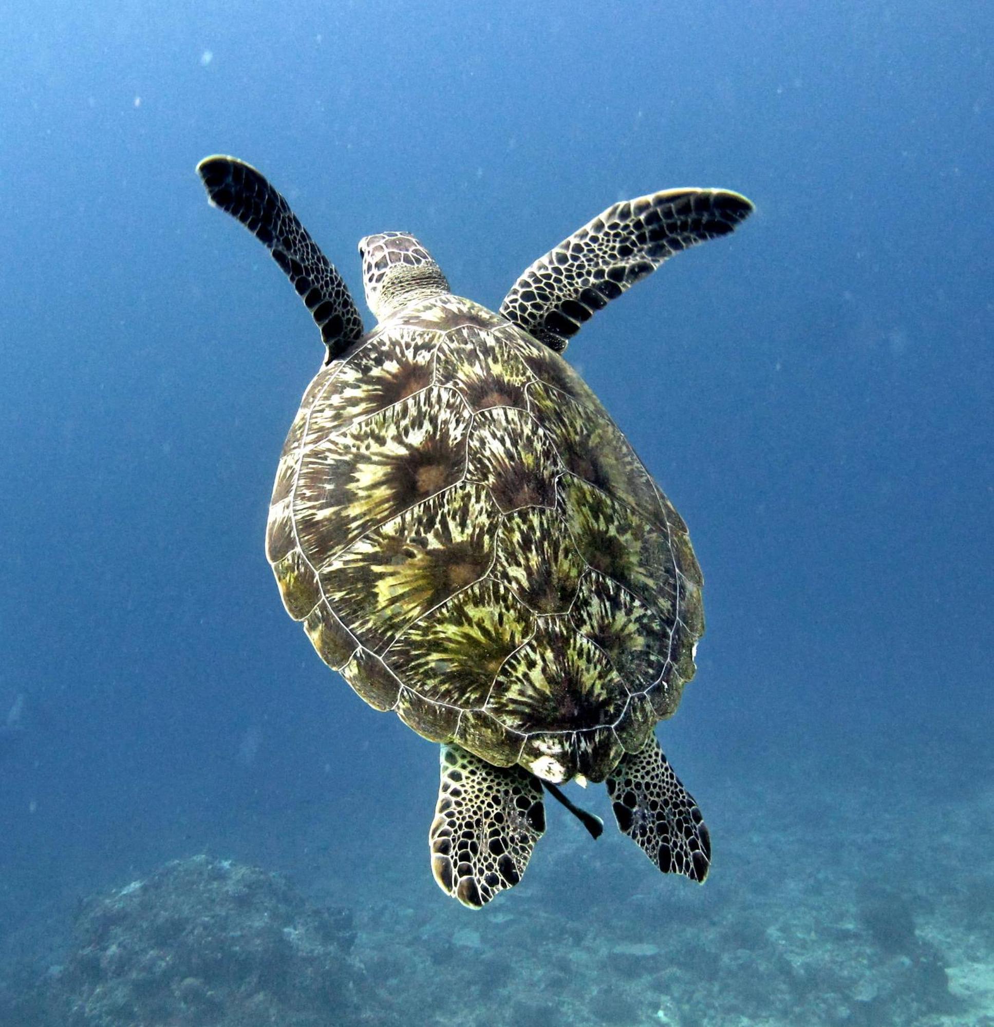 Manta Dive Gili Trawangan Resort Bagian luar foto